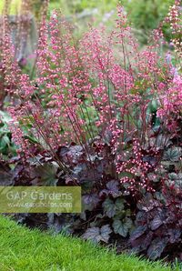 “raspberry ice” heuchera - Google Search