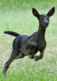 rare black fawn