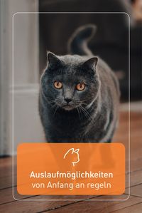 Wichtig ist, die Auslaufmöglichkeiten eurer Miezen von Anfang an zu regeln und beizubehalten. Denn die Devise lautet: "Einmal Stubentiger, immer Stubentiger"