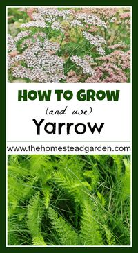 How to Grow and Use Yarrow