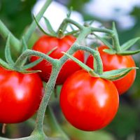 According to a Fox News poll, Americans get one thing in their diets right: Tomatoes are tied with carrots as America’s second favorite vegetable. (Fox says corn is first, but corn’s a grain. That leaves white potatoes as the Number One favorite veggie.) And tomatoes are second only to potatoes in the volume they’re ... visit the link below to continue reading.