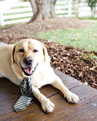 Furry companions are dressing up, joining the bridal party, and mingling during cocktail hours at weddings all over the country. Check out ways you can spiff up your pooches with ideas from some of our real weddings.
