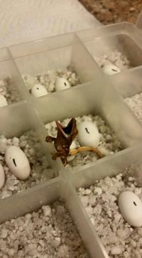 Austral Geckos --> "I'm-I'm- ALIIIIIIIVE!!!!"