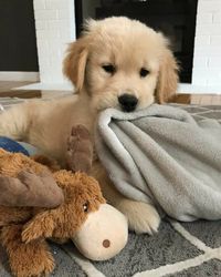 #goldenretriever