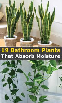 It sounds perfectly normal at the mention of the balcony or outdoor plants but how about bathroom plants that absorb moisture? Weird isn’t it? Well, it shouldn’t feel that way since just like we have plants growing outdoors or indoors in pots, we can also keep houseplants in our bathrooms. Wondering which plants are ideal for your bathroom? Check out the list! You can be sure to find something that will interests you.