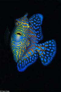 Triggerfish