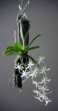 Orchidee bianche