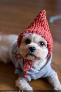 Cyoot Puppeh ob teh Day: Iz a Cone Head!