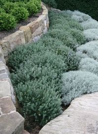 Pittosporum, Westringia and Santolina Both soothing and cohesive. These simple sweeps of soft shrubs really compliment the angular nature of the sandstone retaining walls. Awesome!!!