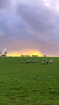 🐏🐏🐑😍follow @ecosenpai❗ because you want more👍🙌😍😅The best video about animals! funny animal videos | funny animal videos laughing hilarious | cute animal videos animal videoys | baby animals videos | wild animal videos | pet videos | funny and dog videos | animal videos funny dogs | videos animales | animals beautiful videos | animals aesthetic videos | animals friendship videos. #cuteanimalsvideos#cuteanimals#animalsvideos #funnyvideos#cutevideos#sheep
