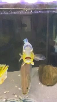Peacock bass or Brazilian tucunaré are large freshwater cichlids of the genus Cichla. These are diurnal predatory fishes native to the Amazon and Orinoco basins, as well as rivers of the Guianas, in tropical South America. They are sometimes referred to in English by their Brazilian name tucunaré or their Spanish name pavon. Credit/Source 📸 : instagram.com/thefishden_