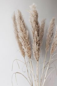 L’herbe de pampa - TRAITS D'CO Magazine