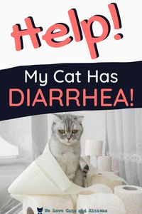 Some cats are more prone to diarrhea than others and most of the time, diarrhea will clear up on its own. However, it is important that you monitor your cat’s litter box trips and (I'm sorry!) investigate their cat litter so that you know when your cat has diarrhea, how long it lasts, and how frequently it is happening. If your cat is experiencing regular diarrhea, then a new diet may be in order and it is probably best you get to know about the best cat foods for diarrhea.