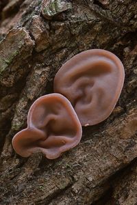 Jelly Ear (aka Mouse Ear) Fungus - Auricularia Auricula-Judae