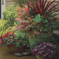 Cool-Season Containers - FineGardening