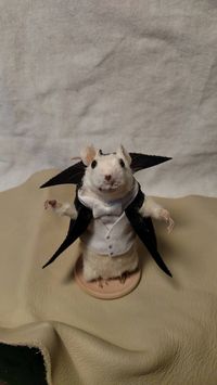 Taxidermy mouse dracula by TheCurious13 on Etsy