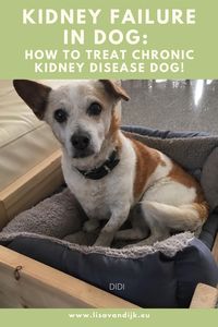 You want to know how to treat your dog with chronic kidney disease? Find out all you can do to keep your dog in best health for as long as possible! #kidneyfailureindog #kidneyfailureindogs #chronickidneydiseasedog #kidneyfailuredogstreatment
