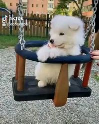 🐕A little dog on a swing😅 follow @ecosenpai❗ because you want more👍🙌😍😅The best video about animals! funny animal videos | funny animal videos can't stop laughing hilarious | cute animal videos | funniest animal videos | baby animals videos | wild animal videos | pet videos | funny cat and dog videos | animal videos funny dogs | videos animales | animals beautiful videos | animals aesthetic videos | animals friendship videos. #animalsvideos #animalsvideo#animalsacute #funnyanimals #cuteanim
