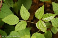 Can you recognize Poison Ivy? Take this quiz and find out!