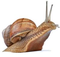 Información sobre caracoles terrestres