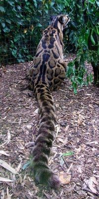 Did u see the tail on that cat?..lol