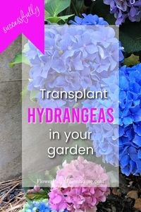 Hydrangeas are a beloved garden shrub and can become quite sizable but what can you do when your hydrangea is not in the right place? Move it! Transplanting hydrangeas can be done with a few simple steps. These tips and tricks will help you relocate that hydrangea and keep it alive too!