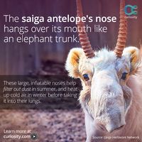 The undeniably unique saiga antelope is unfortunately also extremely close to extinction. See footage of this distinct creature, and why they’re so endangered.