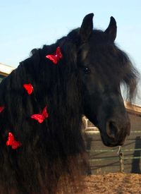 beautiful horse www.hawaiiislandrecovery.com