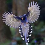 best_birds_shots sur Instagram : Laughing Thrush Follow @best_animals_planet for amazing animals 🙏 By:unknown (dm for credit)
