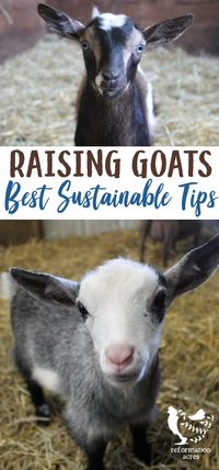 Check out these TOP TIPS for RAISING GOATS sustainably! #homesteading #livestock #farm #animals #goats #holistic #sustainable #reformationacres