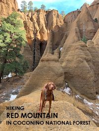 Dog Friendly. Hiking Red Mountain in Coconino National Forest.