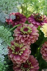 ~~ Zinnia Queen Red Lime ~~
