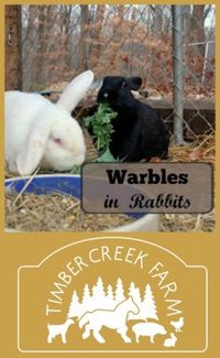 Warbles in rabbits.