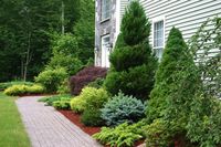 evergreen foundation planting