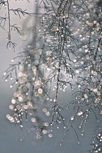 Lizzie Thompson's silver/grey images from the web