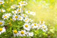 Plantas que curam | Camomila Uma das plantas medicinais mais antigas, é muito usada em infusões. Entre suas principais propriedades estão alívio de dores de estômago, ajuda a dormir melhor, relaxa os músculos, ajuda nas cólicas menstruais, combate resfriados e gripes e estimula o sistema imunológico, entre outros. Confira todos no link! (Foto: Reprodução/Divulgação) #plantas #plants #saúde #casavogue