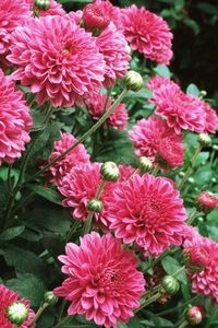 15 fleurs qui doivent être dans votre jardin pour cet automne
