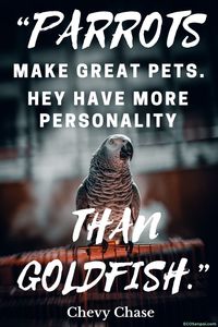 “Parrots make great pets. They have more personality than goldfish.” – Chevy Chase || pretty animals | cute picturs of animals | birds pets | parrot quotes | quotes with birds |quote birds | bird quotes | bird poems | #cute#quote#parrot#birds#animals