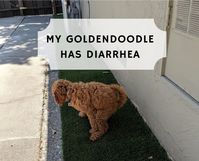 Diarrhea isn’t fun for either Goldendoodles or for their owners. However, it is extremely common since Goldendoodles are known for sniffing and eating basically anything! Don’t panic and try a bland diet with probiotics. If you start seeing blood or mucus, I would immediately contact your veterinarian.