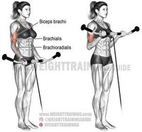 Cable curl. An isolation exercise. Target muscle: Biceps Brachii. Synergists: Brachialis and Brachioradialis.