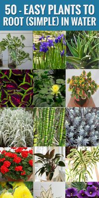 Maybe you have one of these plants you would like more of? The list of fifty are all ranked on how easy it actually is to get them to root in water. #rooting #plants #gardening