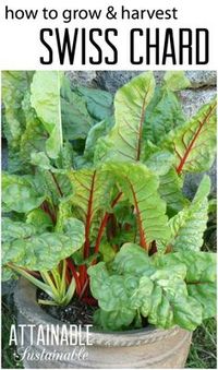 Swiss chard is easy to grow, prolific, and lasts for a good long while in your vegetable garden. Here's how to grow it and harvest it. BONUS: 50+ Swiss chard recipes so you can use it up!