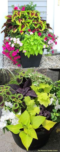 Coleus Lover’s Guide ( Grow Tips, Easy Propagation, & Beautiful Varieties )