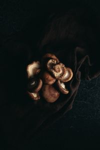 Fotografía de setas silvestres mediante la técnica de claroscuro.