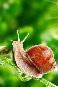 I think I can snail