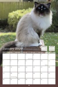 The Ragdoll Cats 2020 Wall Calendar by Floppycats is now available for pre-orders! We will run pre-orders for about a month, then they’ll be printed and shipped. Thank you for your help in making this happen! https://www.yearbox.com/calendarsforgood/floppycat-2020-calendar/