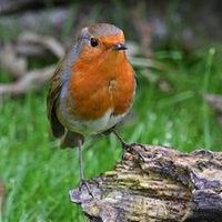 Today's bird photograph is the #Robin 🐾 #animals #animal # #wildlife #nature #tagsta_nature #instalife #dayshots #wild #natgeohub #igs #instanature #awesome_shots #nature_shooters #fauna #animalsofinstagram #animali #natura #instanaturelover #instagood #bns_birds #igerscumbria #Brampton #nutsaboutbirds #yourbestbirds #nuts_about_birds #ukbirds feather_perfection #bns_birds #bb_of_ig #bestnatureshot