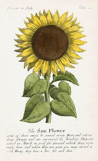 sunflower - J. Duke Compleat Florist Botanicals 1747