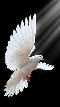 The bird of Peace. Mehr