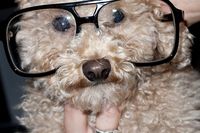 Fozzie Bear as Me. Terry Richardson